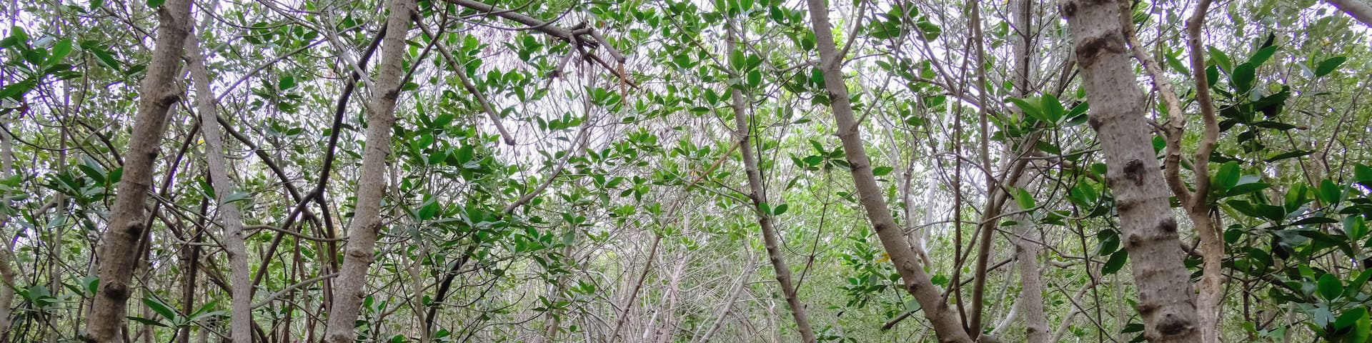wooden bridge walk way n Mangrove Forest at Laem Phak Bia, Phetchaburi, Thailand