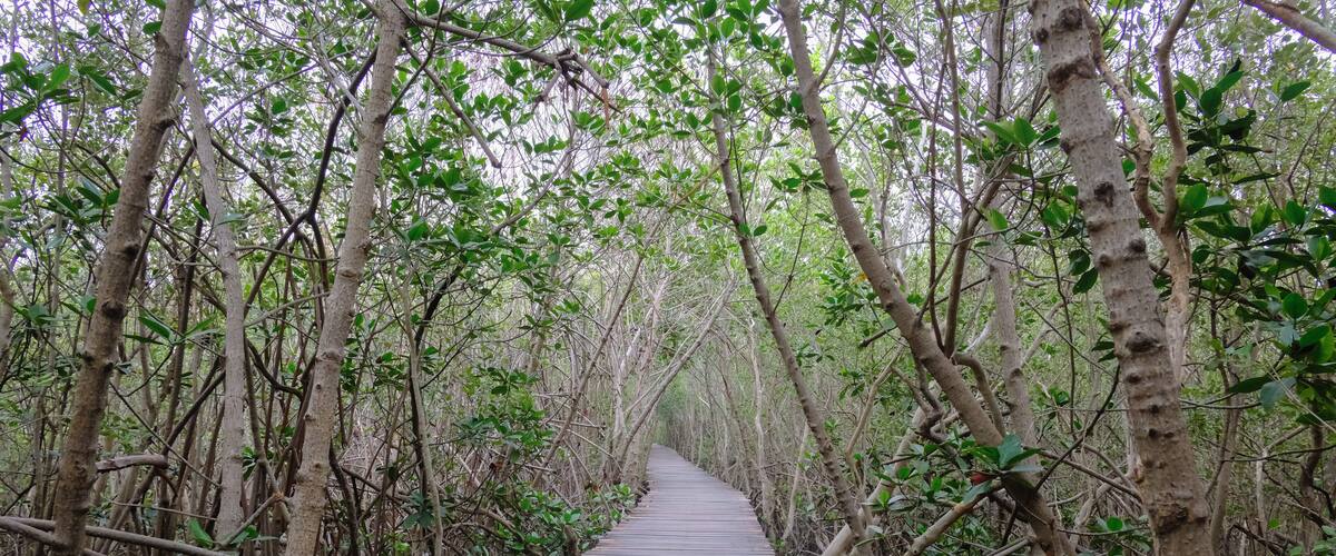 A wooden boardwalk through a mangrove forest.