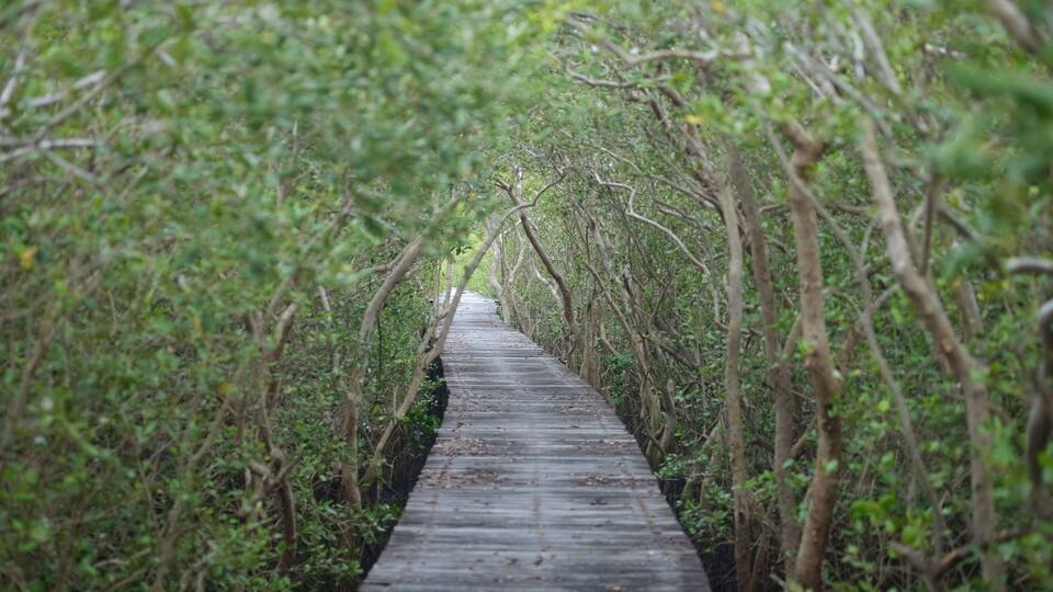 A wooden boardwalk through a mangrove forest.
