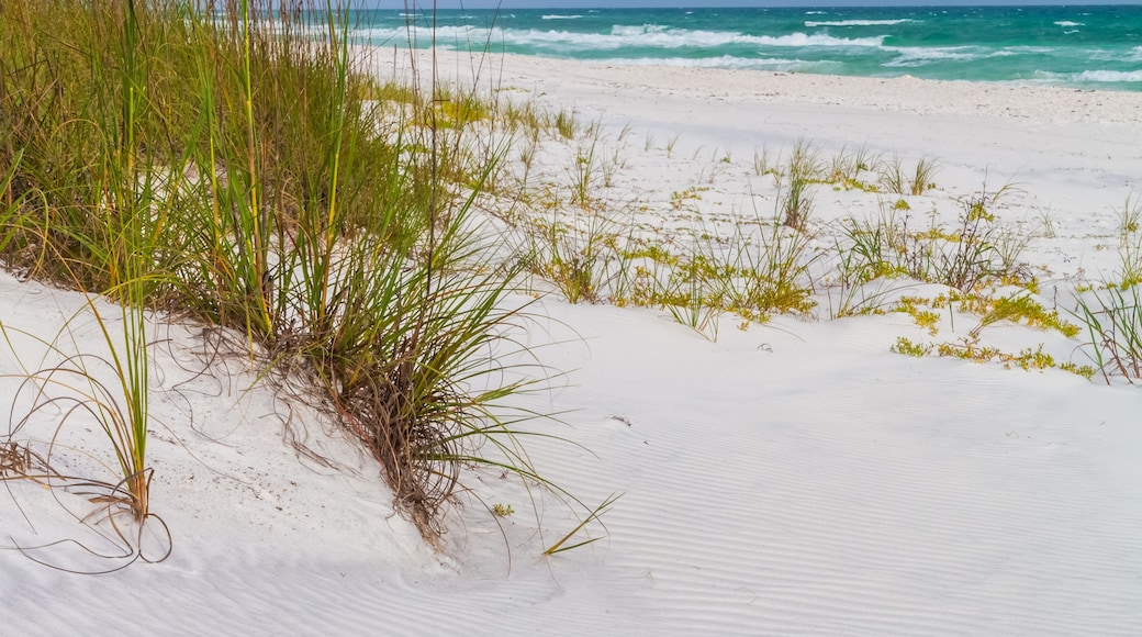 Sea Oats (Uniola paniculata) Growing on White Sand Dunes , Grayton Beach State Park, Santa Rosa Beach, Florida,USA