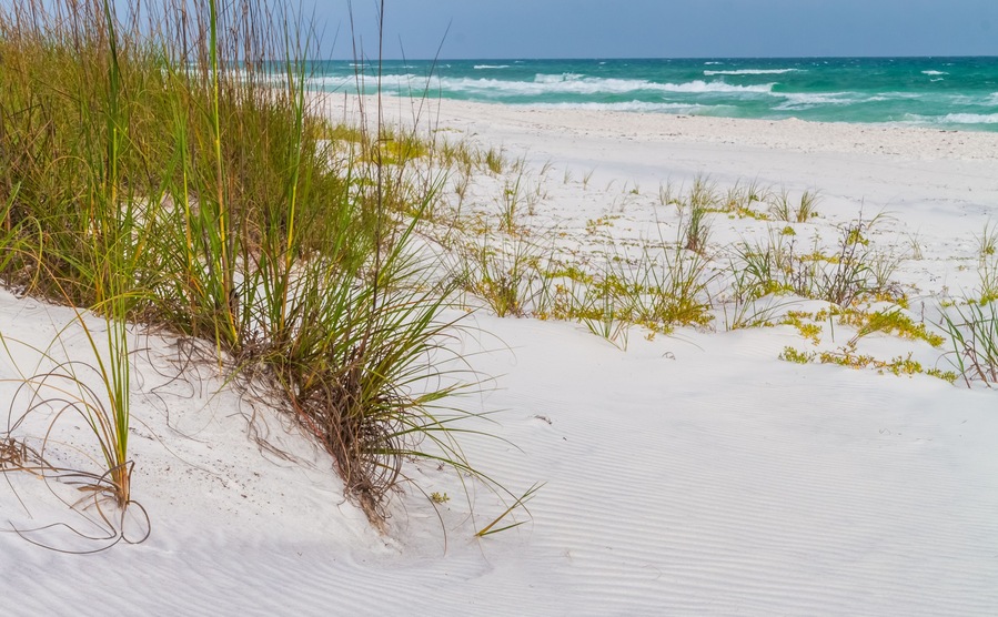 Sea Oats (Uniola paniculata) Growing on White Sand Dunes , Grayton Beach State Park, Santa Rosa Beach, Florida,USA