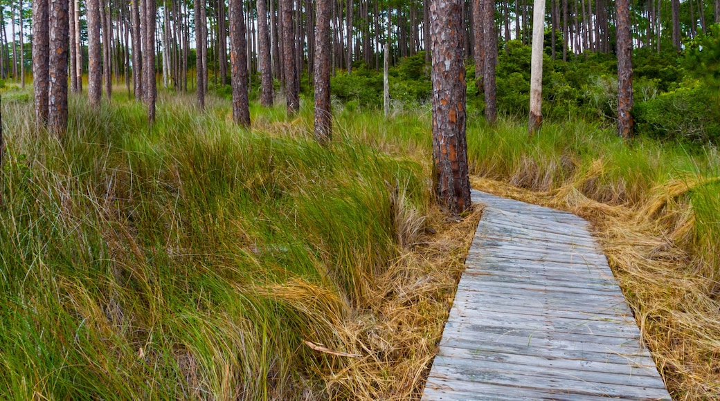 Boardwalk Hiking Trail Through Longleaf Pine (Pinus palustris) Forest, Grayton Beach State Park, Santa Rosa Beach, Florida, USA