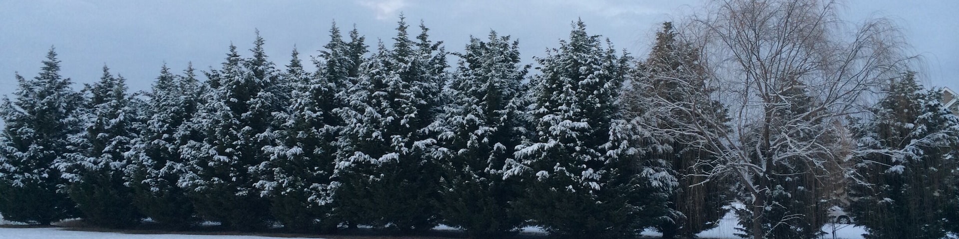 #snow #snowphotocontest