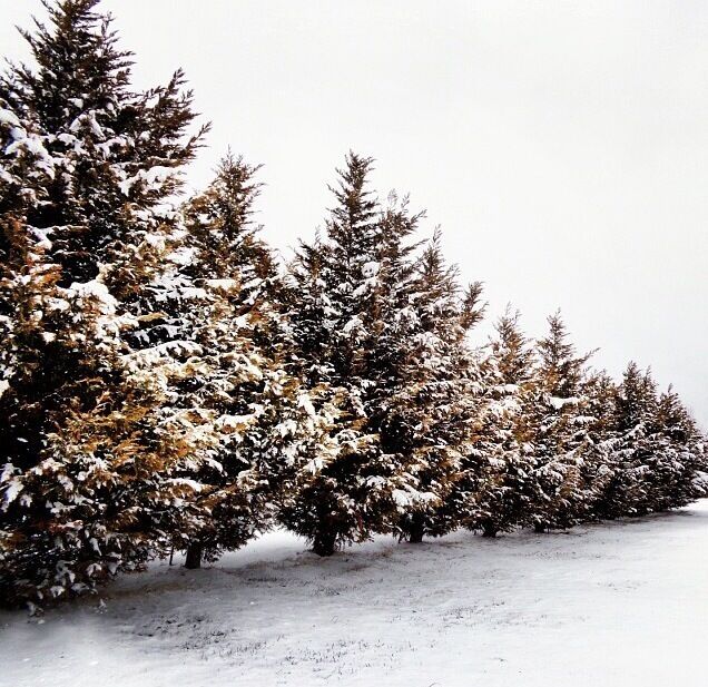 #snow #snowphotocontest 