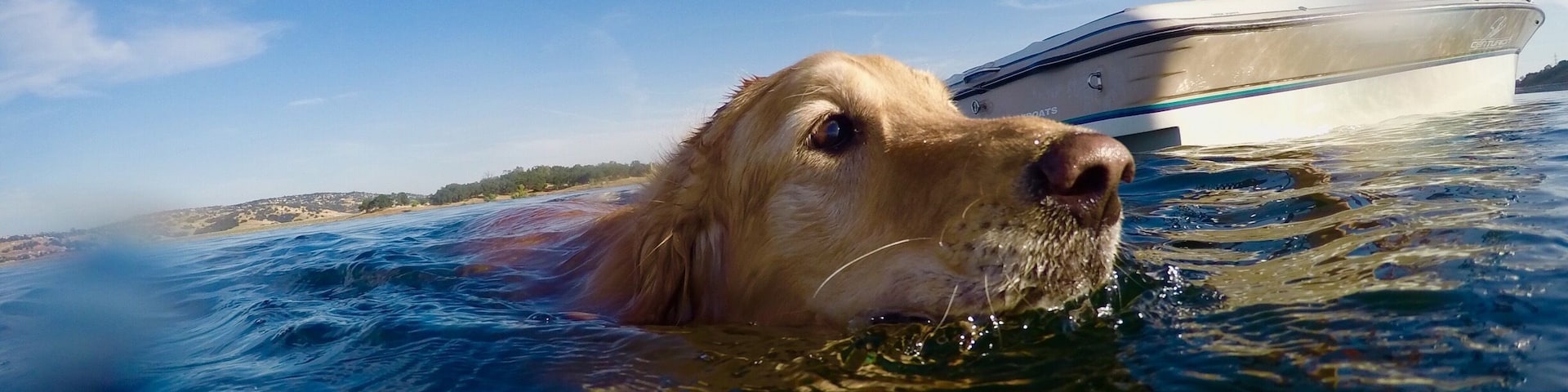 My dog may not listen well but she sure is gorgeous