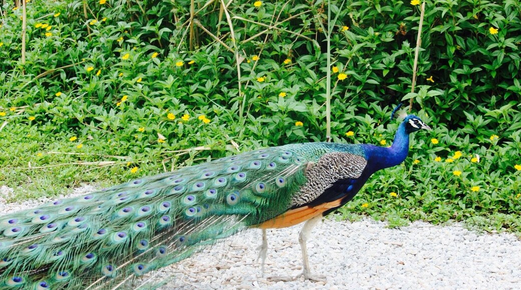 Colorful peacock seen roaming around the Everglades.....