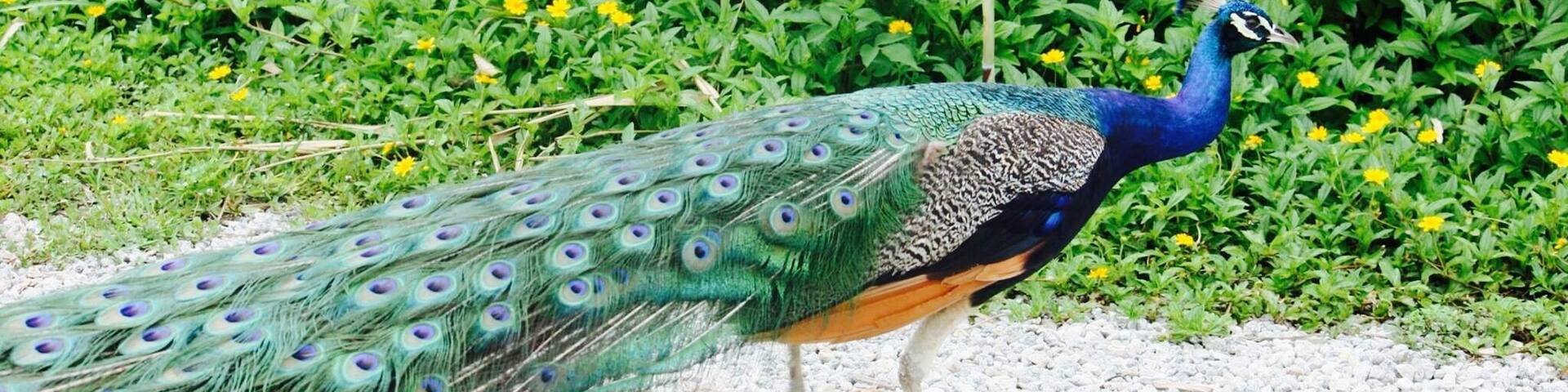 Colorful peacock seen roaming around the Everglades.....