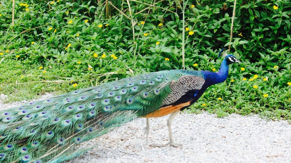 Colorful peacock seen roaming around the Everglades.....