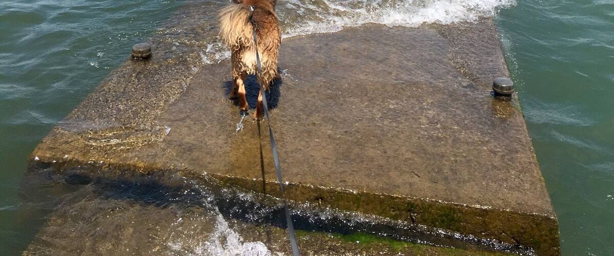 A dog on a concrete pier extending into a calm sea.