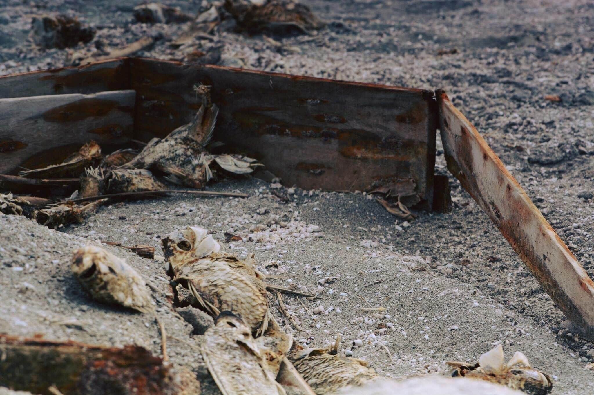 Leftovers from better times and remnants of disaster
#History
#Environment
#Disaster #SaltonSea
#Morbid #Pollution
#CaliforniaStateParks