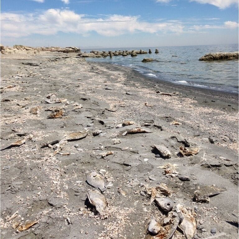 The salton sea was created by a flood in 1905. This area used to be a huge resort and vacation town, and is now desolate. Bombay beach was like a ghost town. We saw several houses and rundown businesses and just one occupant. It was eerie like a ghost town. This shallow, saline sea is now a graveyard for thousands of washed up fish. 