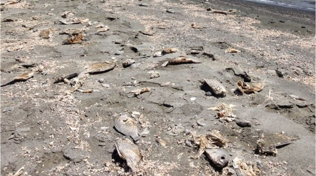 The salton sea was created by a flood in 1905. This area used to be a huge resort and vacation town, and is now desolate. Bombay beach was like a ghost town. We saw several houses and rundown businesses and just one occupant. It was eerie like a ghost town. This shallow, saline sea is now a graveyard for thousands of washed up fish.