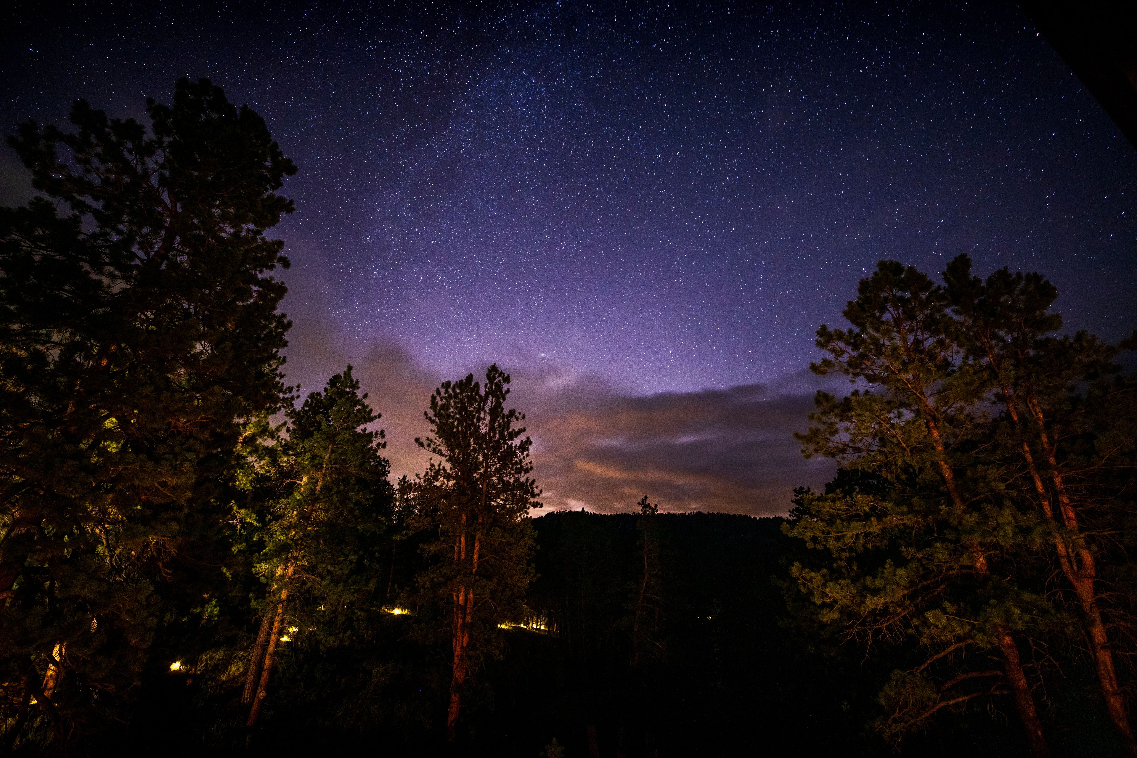 A starry night sky over a forest with tall trees.