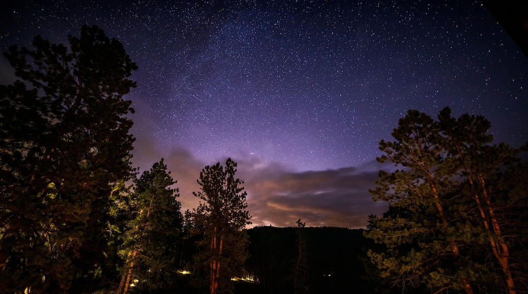A starry night sky over a forest with tall trees.