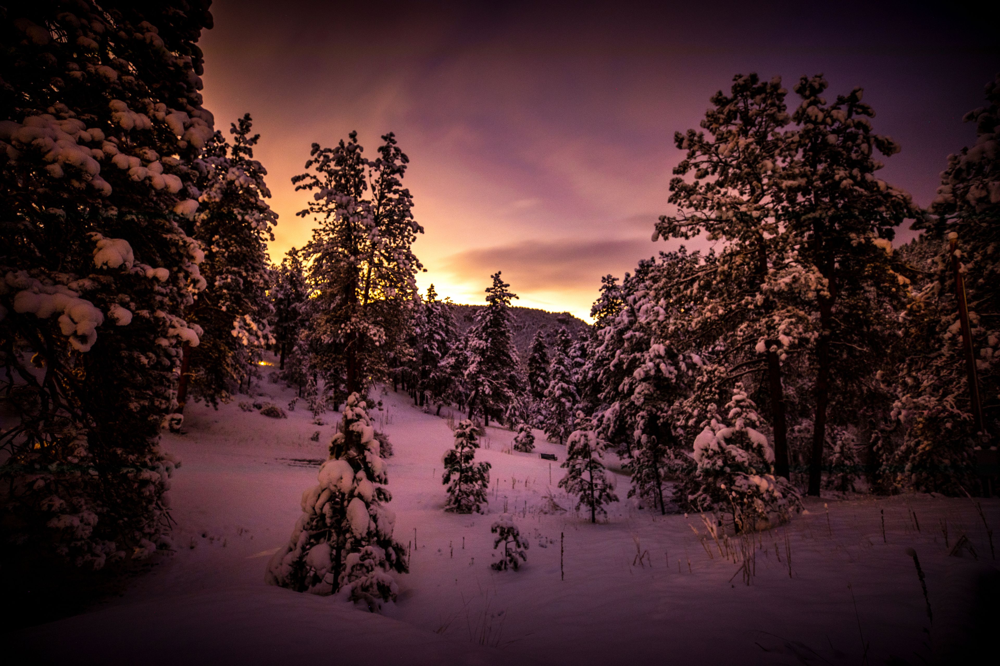 A snowy forest with trees covered in snow and a sunset in the background.