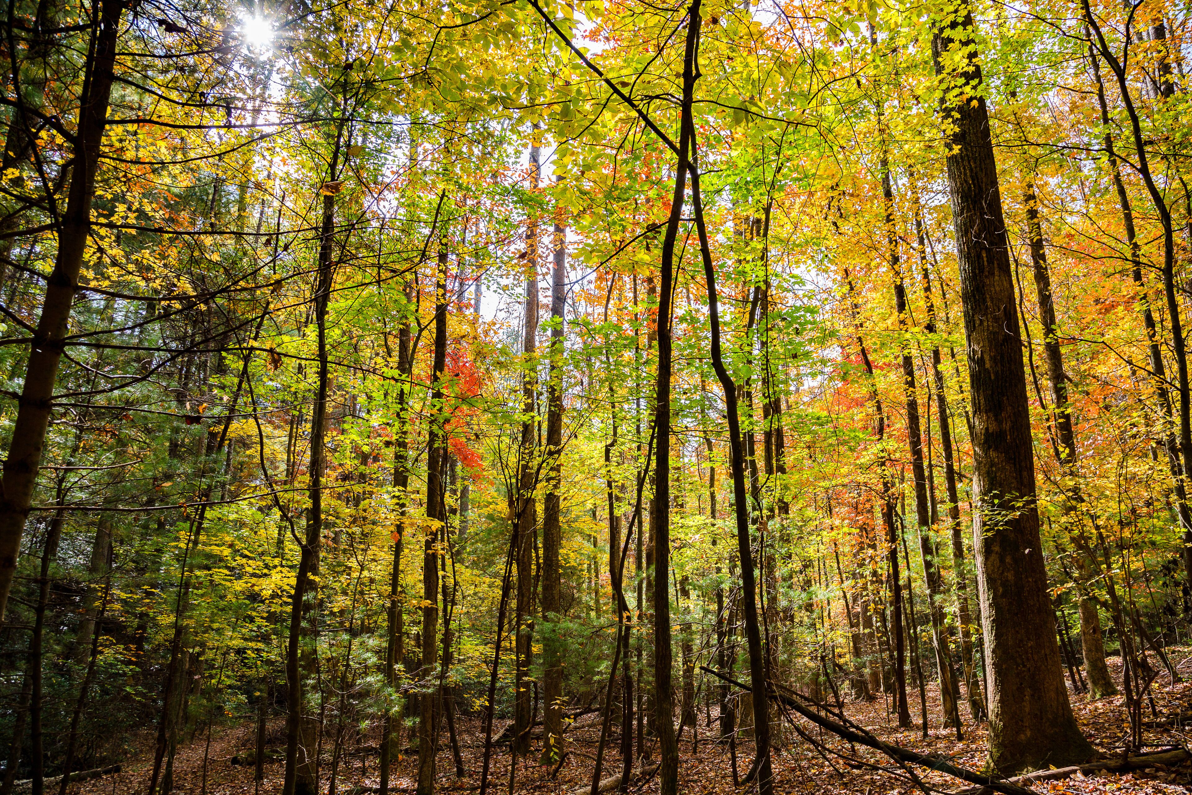 Big Canoe Atlanta Forrest Mountain