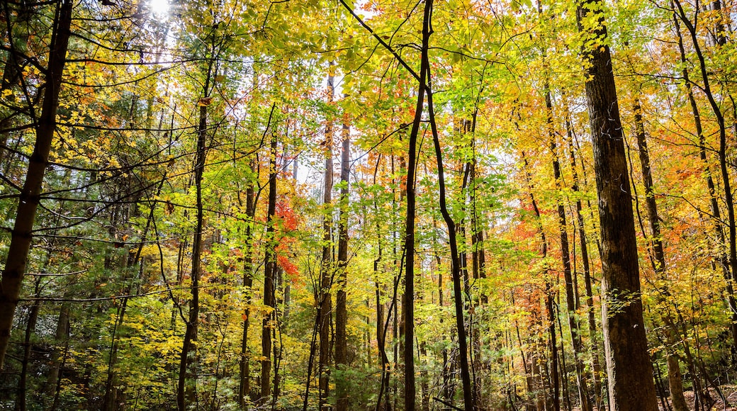 Big Canoe Atlanta Forrest Mountain