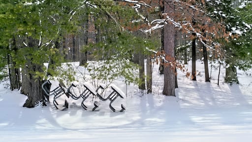 Interlochen State Park, Winter, Michigan. Three snow covered picnic tables leaned against a tree.