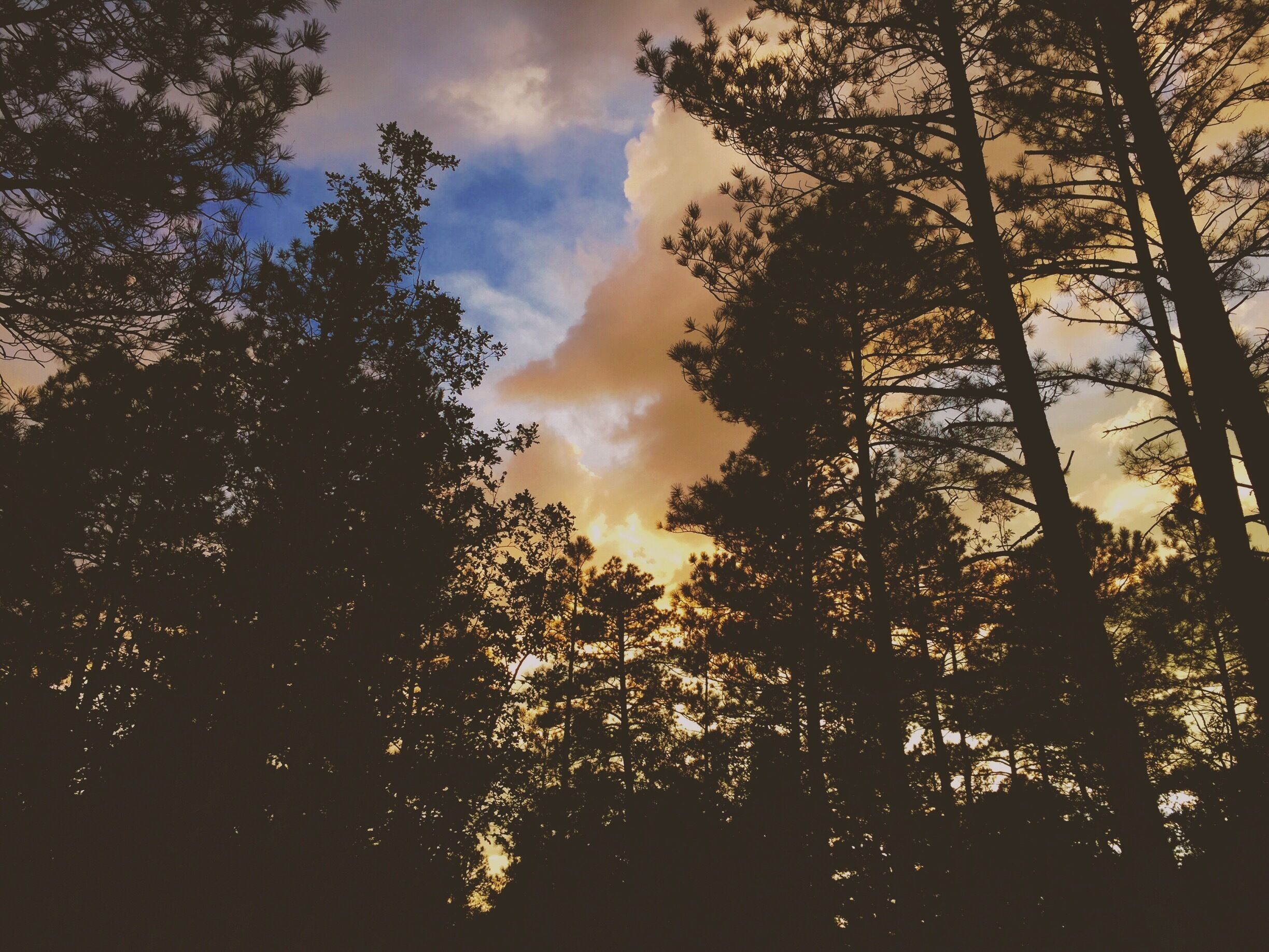Named the "best place for cabins" this year, the White Mountains of Arizona may just change your perception of this State.  
Miles of trails that you can reach from almost any point along the main road put you deep into Nature. Just watch for bears and elk as you enjoy the bounty of small lakes and beautiful pines.
