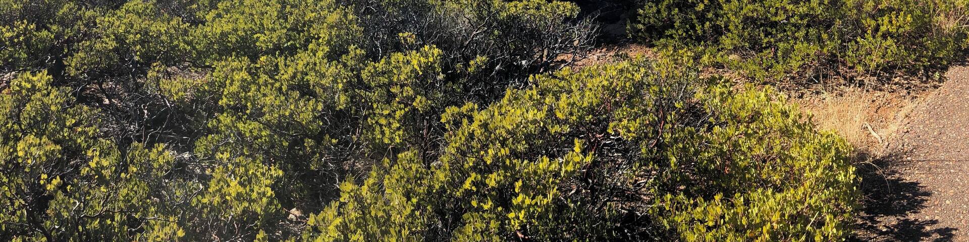 Took a short hike down the Mogollon Rim today. Very easy path, mostly paved, beautiful views