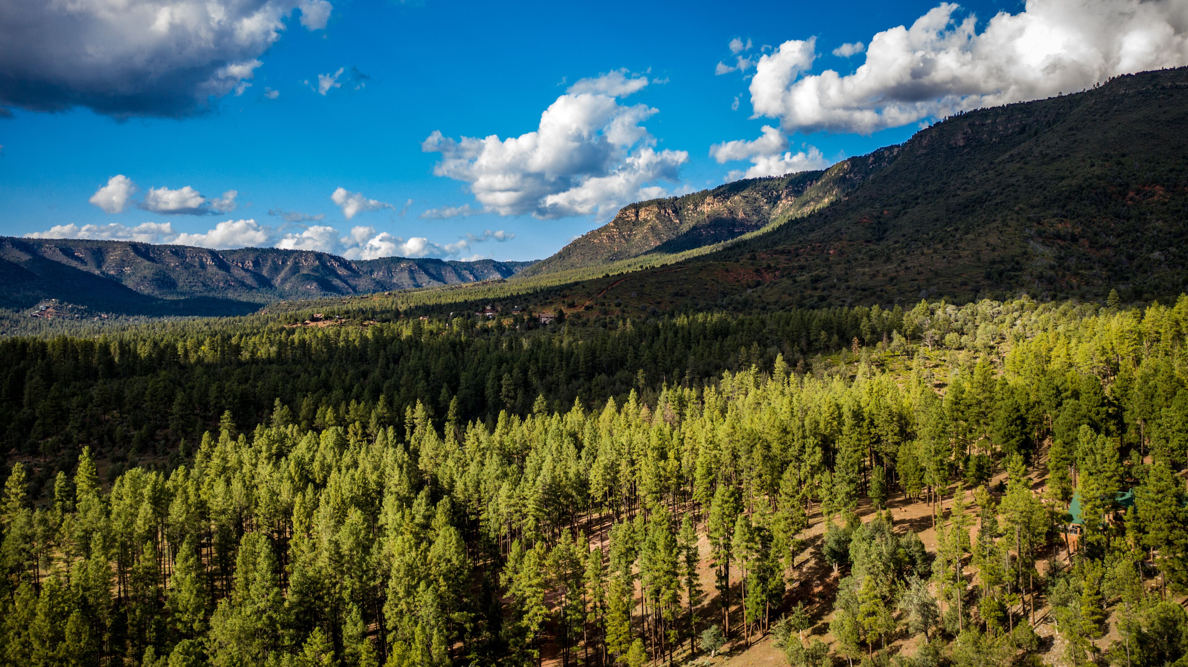 A dense forest with a mountain range in the background.