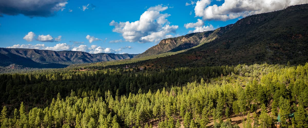 A dense forest with a mountain range in the background.
