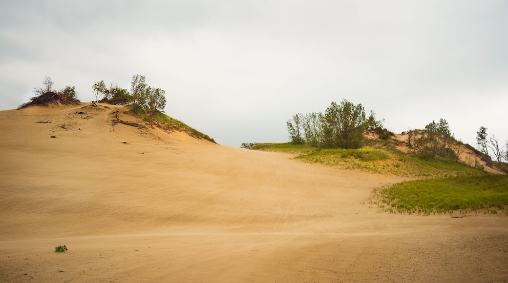 Sand Hills at Warren Dunes Park