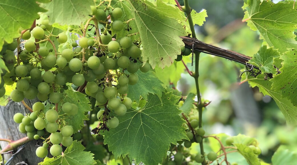 Vineyards along the backroads of the Old Mission Peninsula.