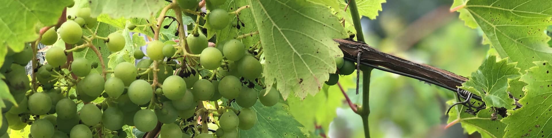 Vineyards along the backroads of the Old Mission Peninsula.