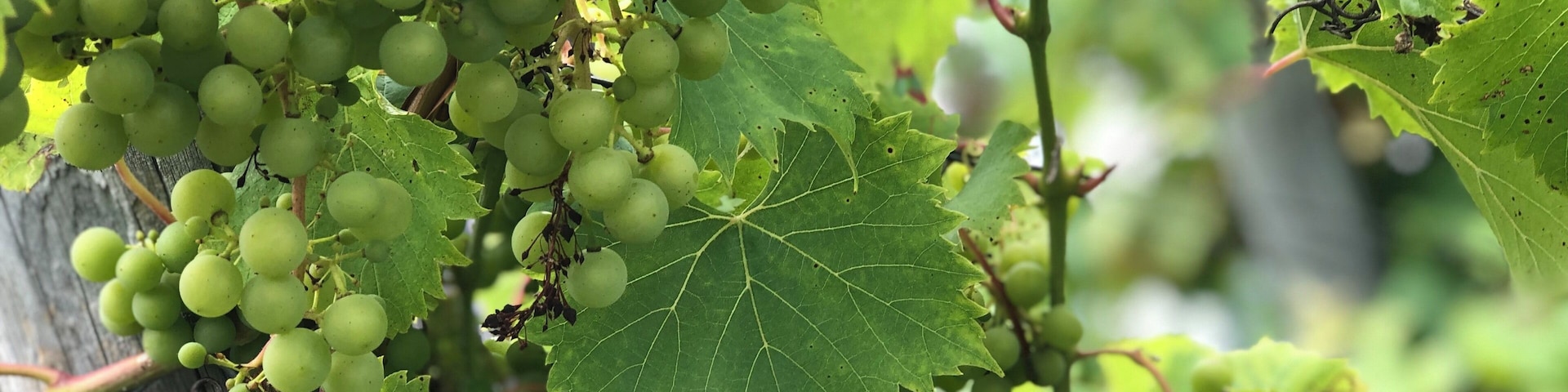 Vineyards along the backroads of the Old Mission Peninsula.