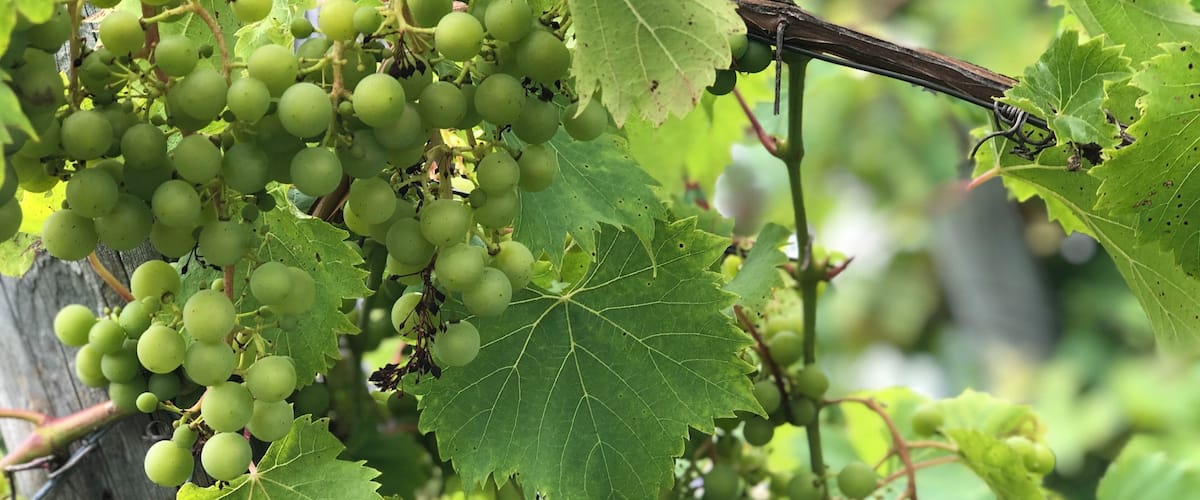 Clusters of green grapes on a vine with large green leaves.