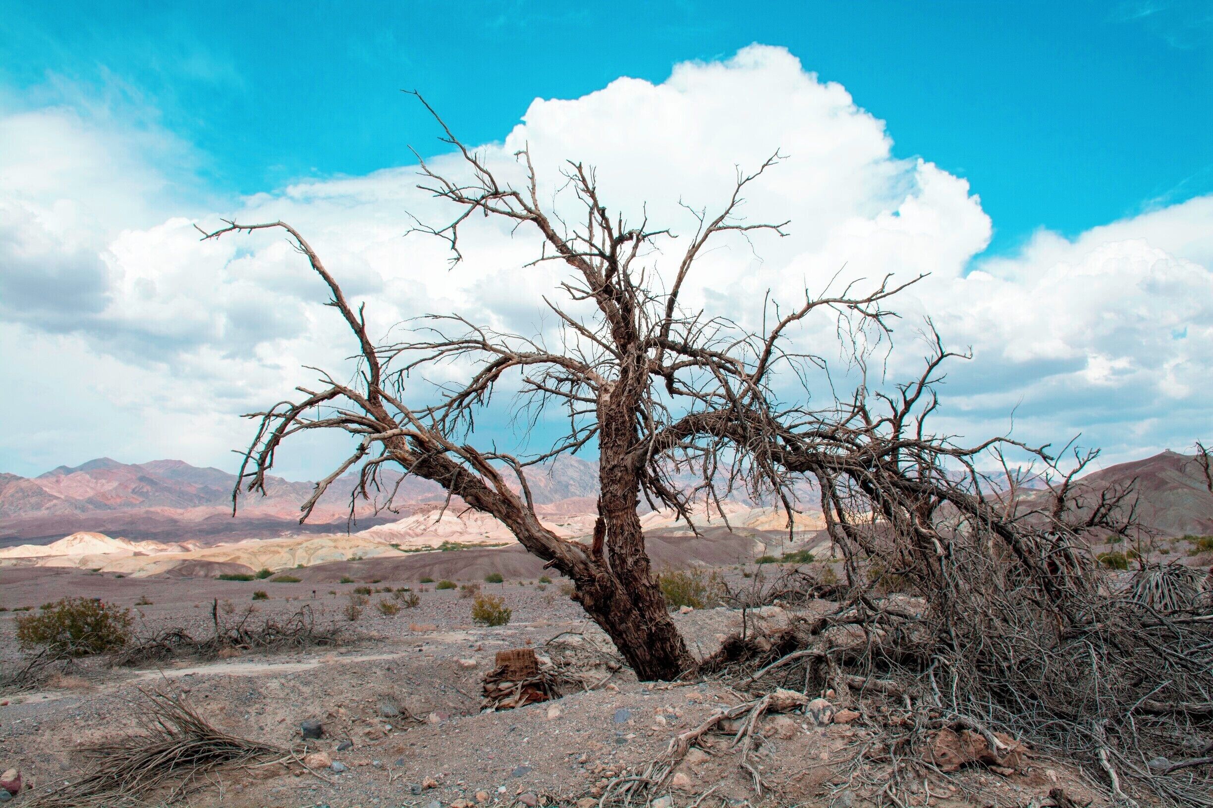 Dead tree at Furnace Creek, the main tourist village of Death Valley National Park at 190ft/60m below sea level.
