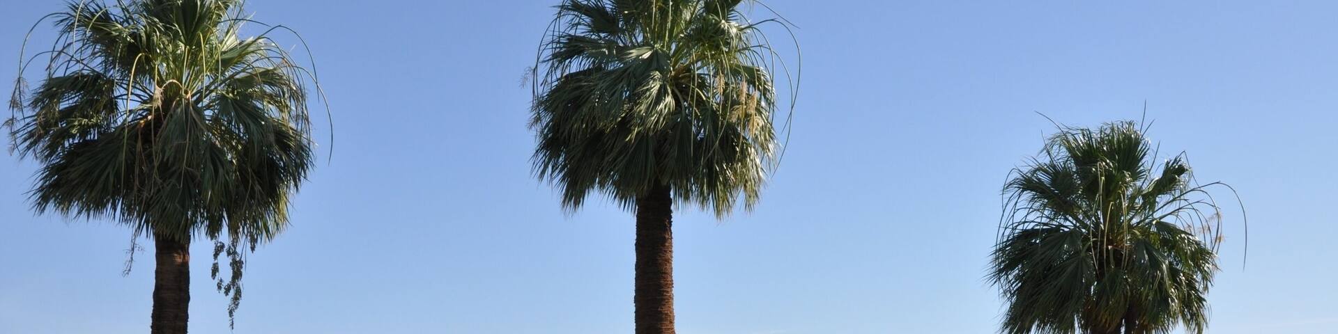 A sign for Furnace Creek Ranch with palm trees and a vintage wagon in the foreground.