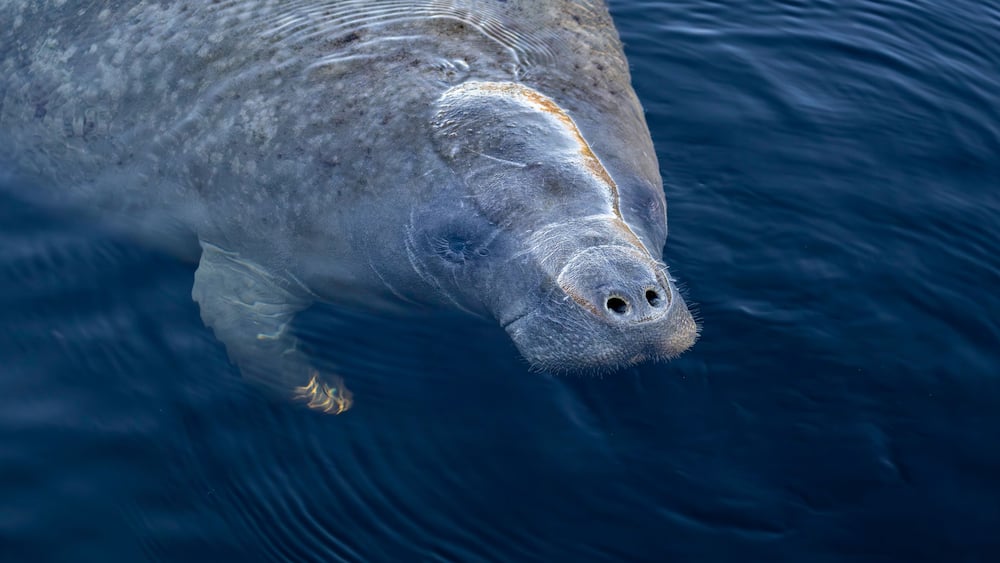 A manatee swimming in clear blue water.