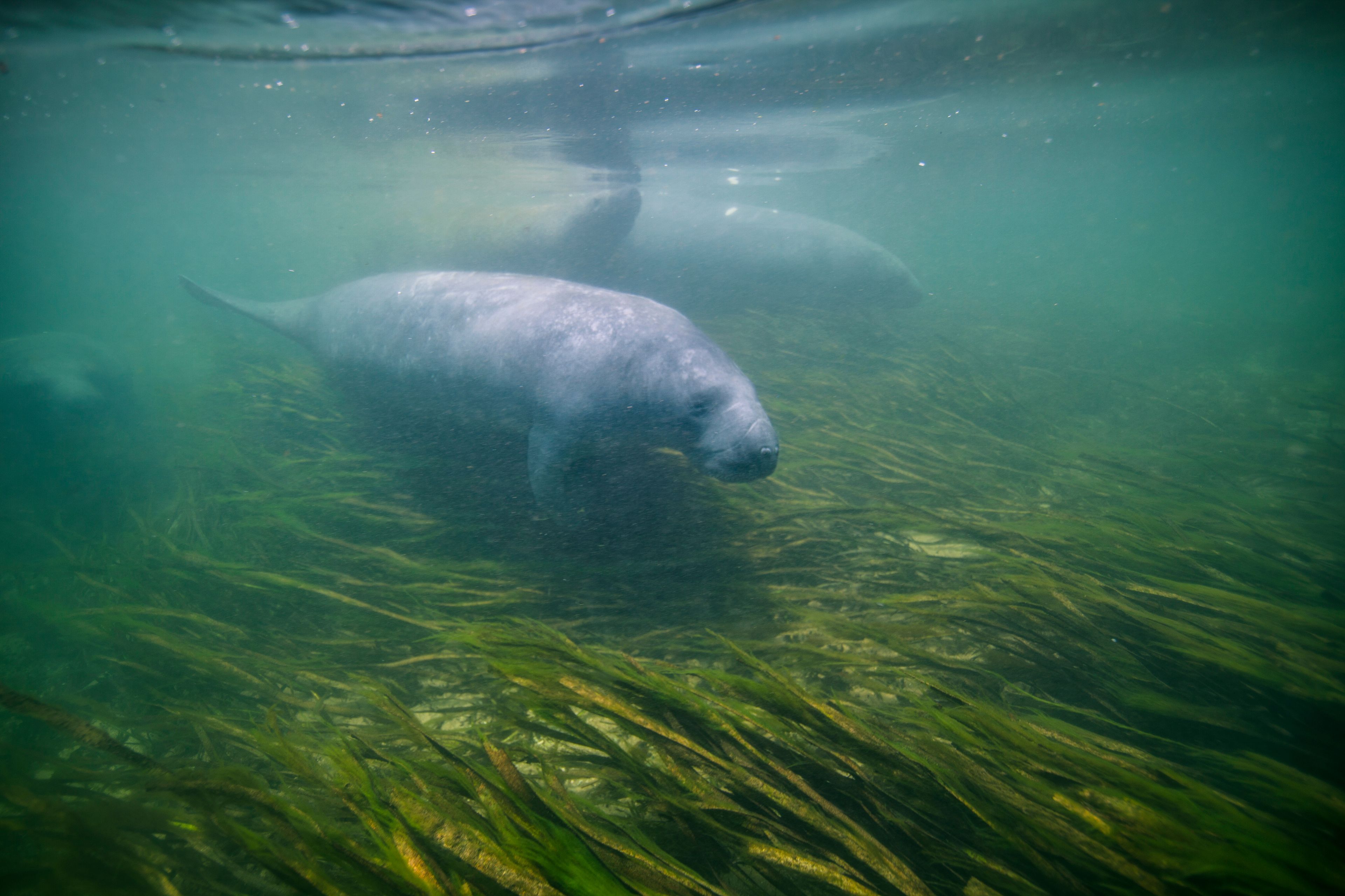 Wakulla Springs