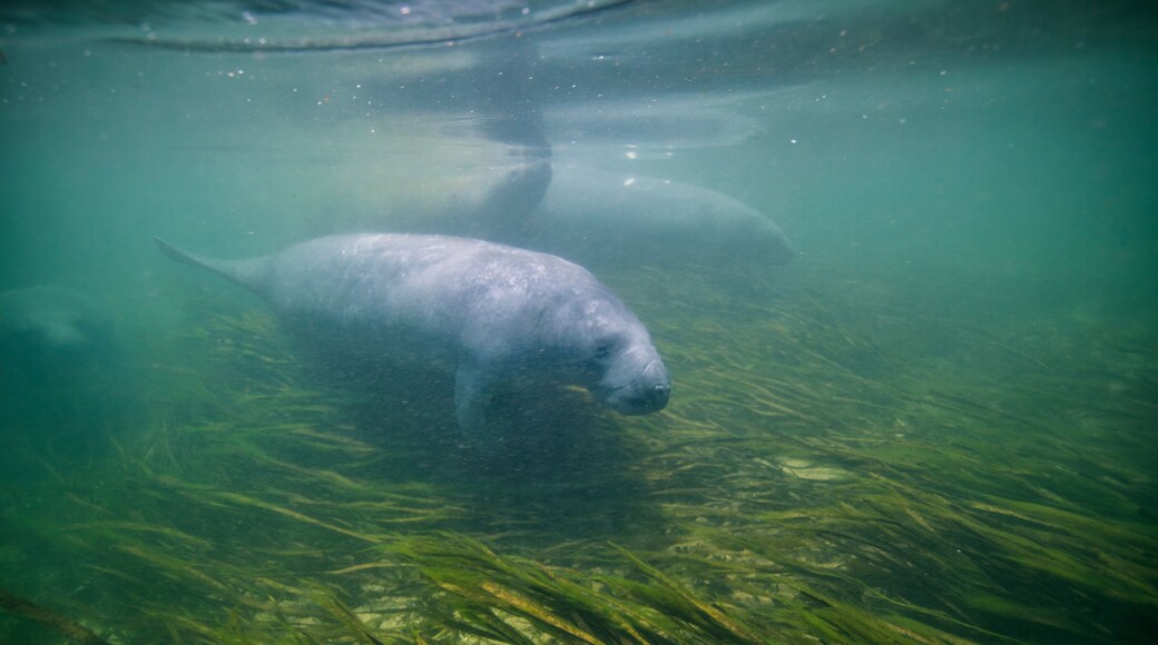 Wakulla Springs