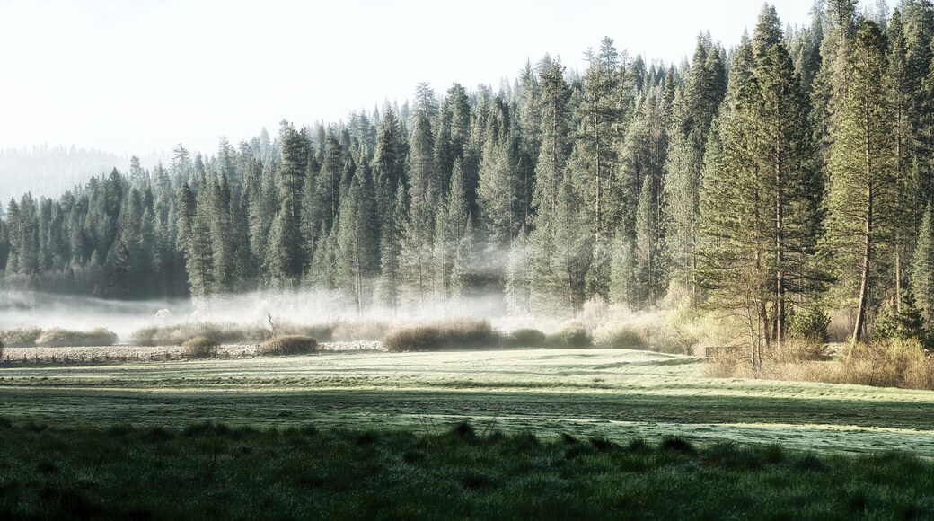 Misty morning in Yosemite