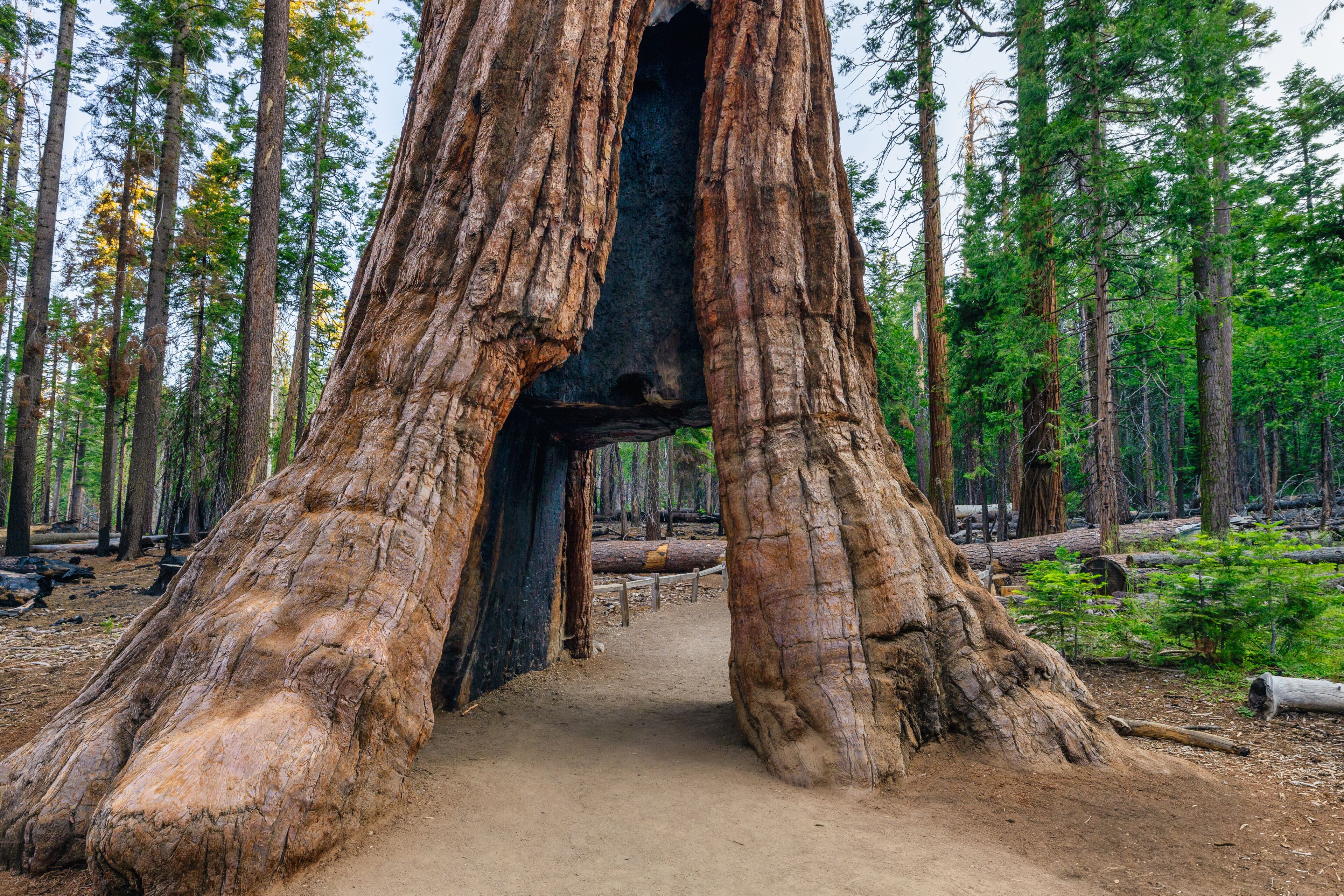 The California Tunnel Tree. The tunnel was carved through the tree in 1895 to allow horse-drawn stages to pass through in Mariposa Grove, Yosemite National Park, California, USA