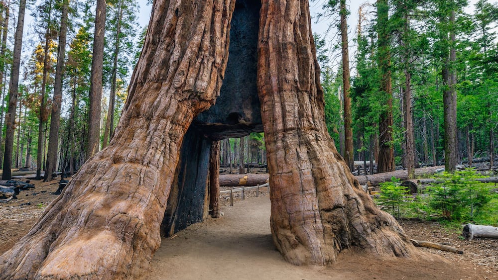 A large tree with a hollow trunk in a forest.