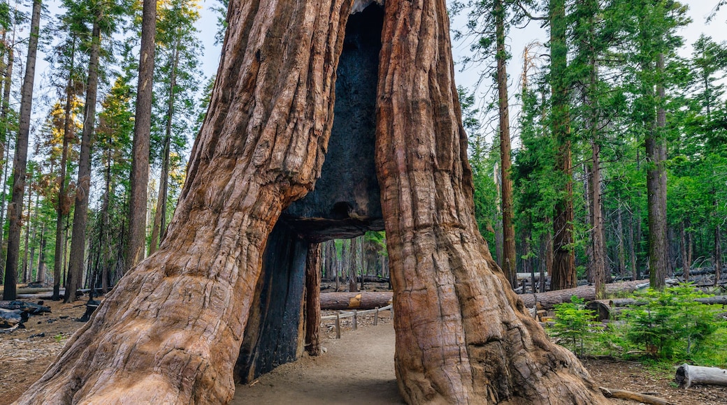 The California Tunnel Tree. The tunnel was carved through the tree in 1895 to allow horse-drawn stages to pass through in Mariposa Grove, Yosemite National Park, California, USA