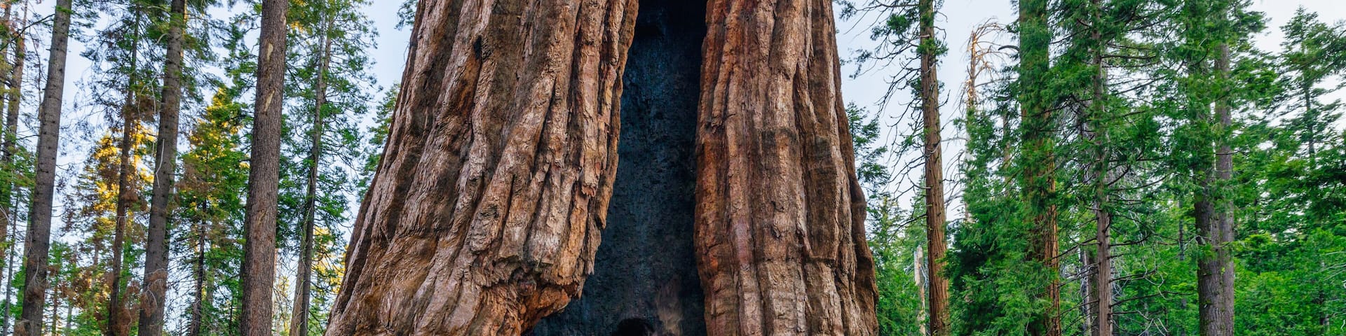 The California Tunnel Tree. The tunnel was carved through the tree in 1895 to allow horse-drawn stages to pass through in Mariposa Grove, Yosemite National Park, California, USA
