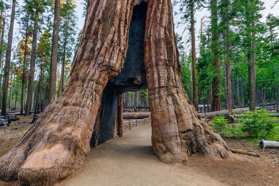 The California Tunnel Tree. The tunnel was carved through the tree in 1895 to allow horse-drawn stages to pass through in Mariposa Grove, Yosemite National Park, California, USA