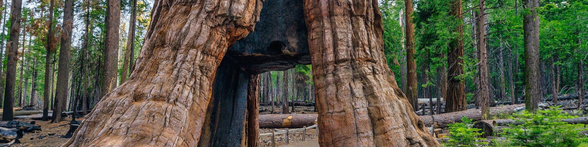 Un gran árbol con un tronco hueco en un bosque.