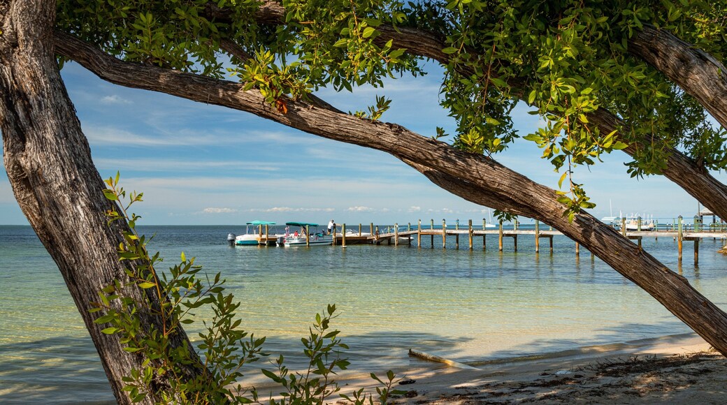 Plantation Key showing general coastal views