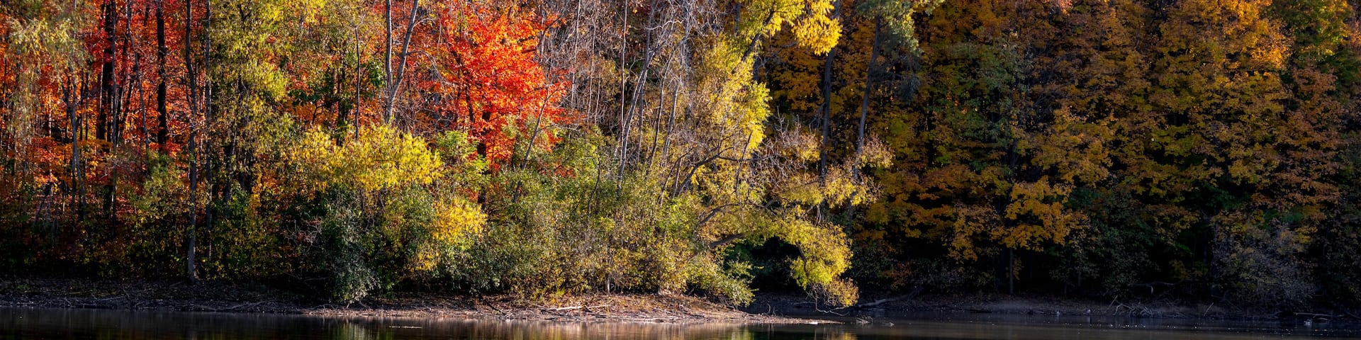 Colorful autumn trees along lake shore in Maybury state park, Michigan.