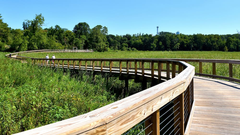 A wooden boardwalk curving through a grassy field with trees in the background.