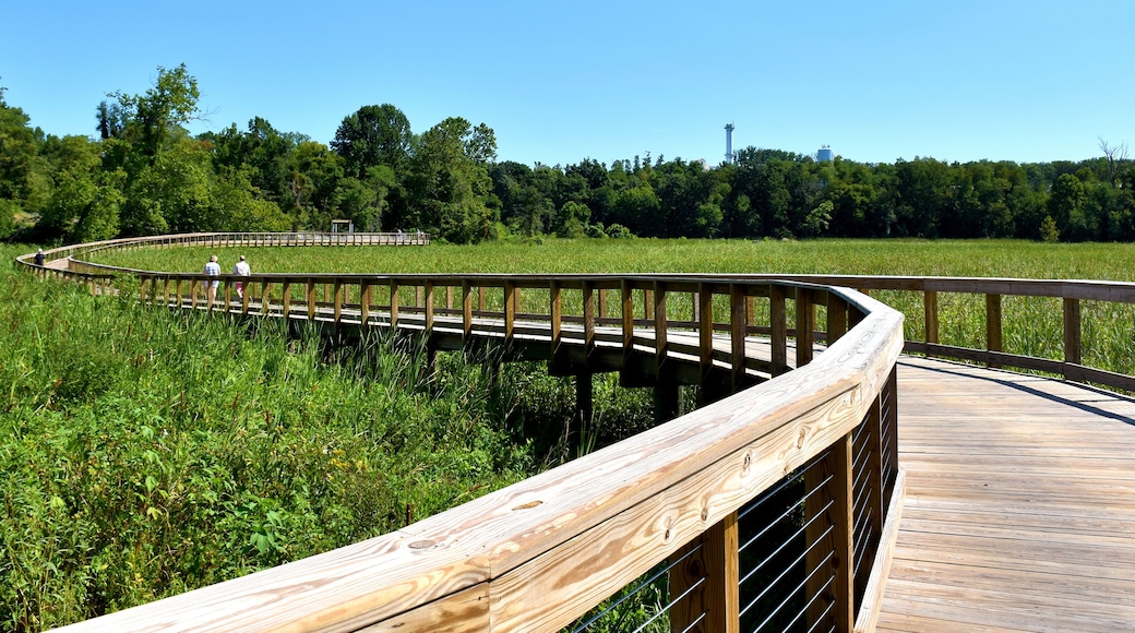 A wooden boardwalk curving through a grassy field with trees in the background.