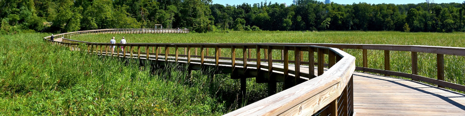 A wooden boardwalk curving through a grassy field with trees in the background.