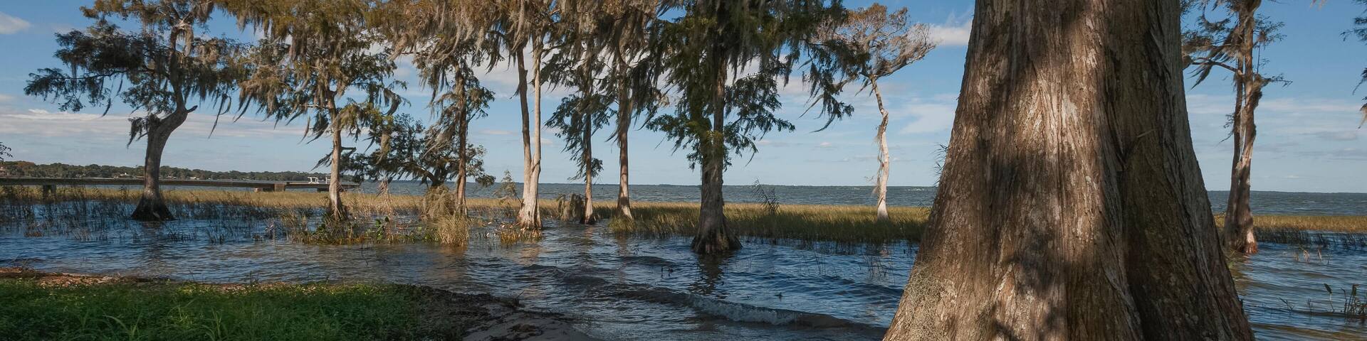 A swampy area with trees and water.