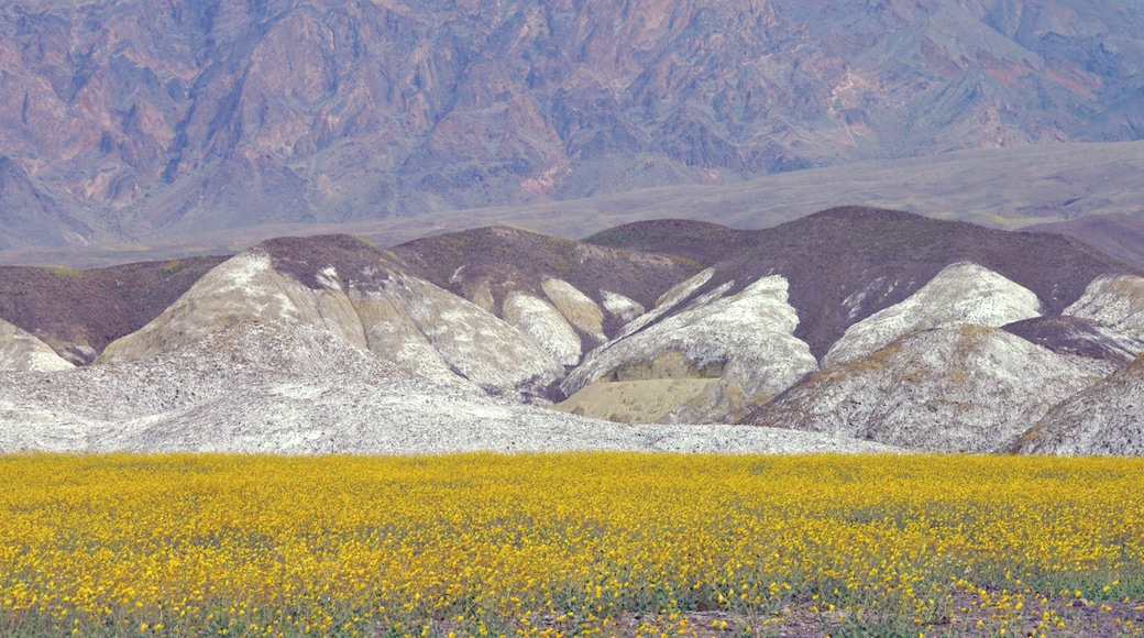 Death Valley's version of a wet winter resulted in what was called "The Hundred Year Bloom" the next Spring.